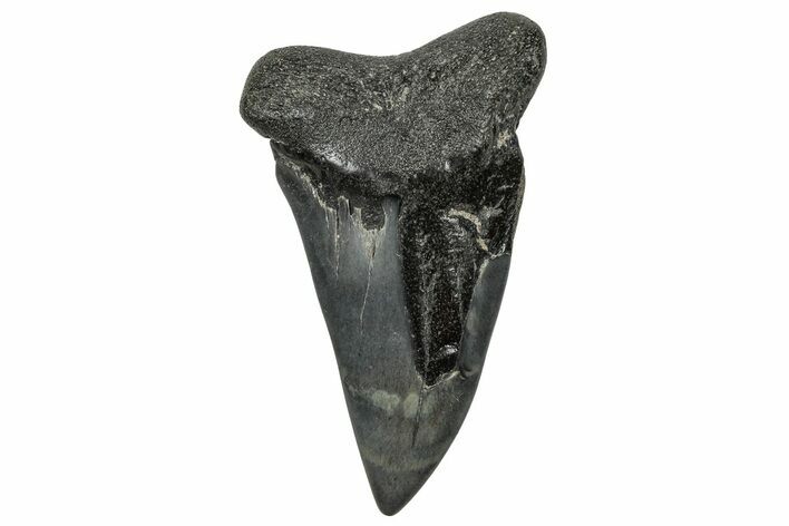 Huge, Fossil Broad-Toothed Mako Tooth - South Carolina #329107